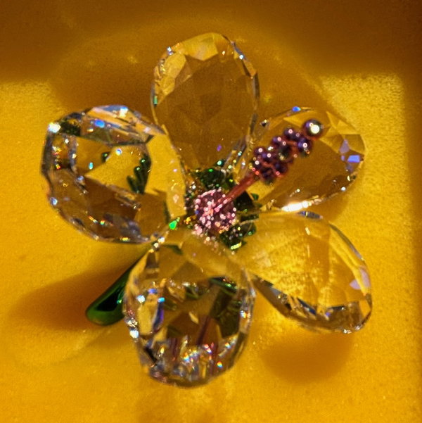 Closeup photo of FLORERE:HIBISCUS S