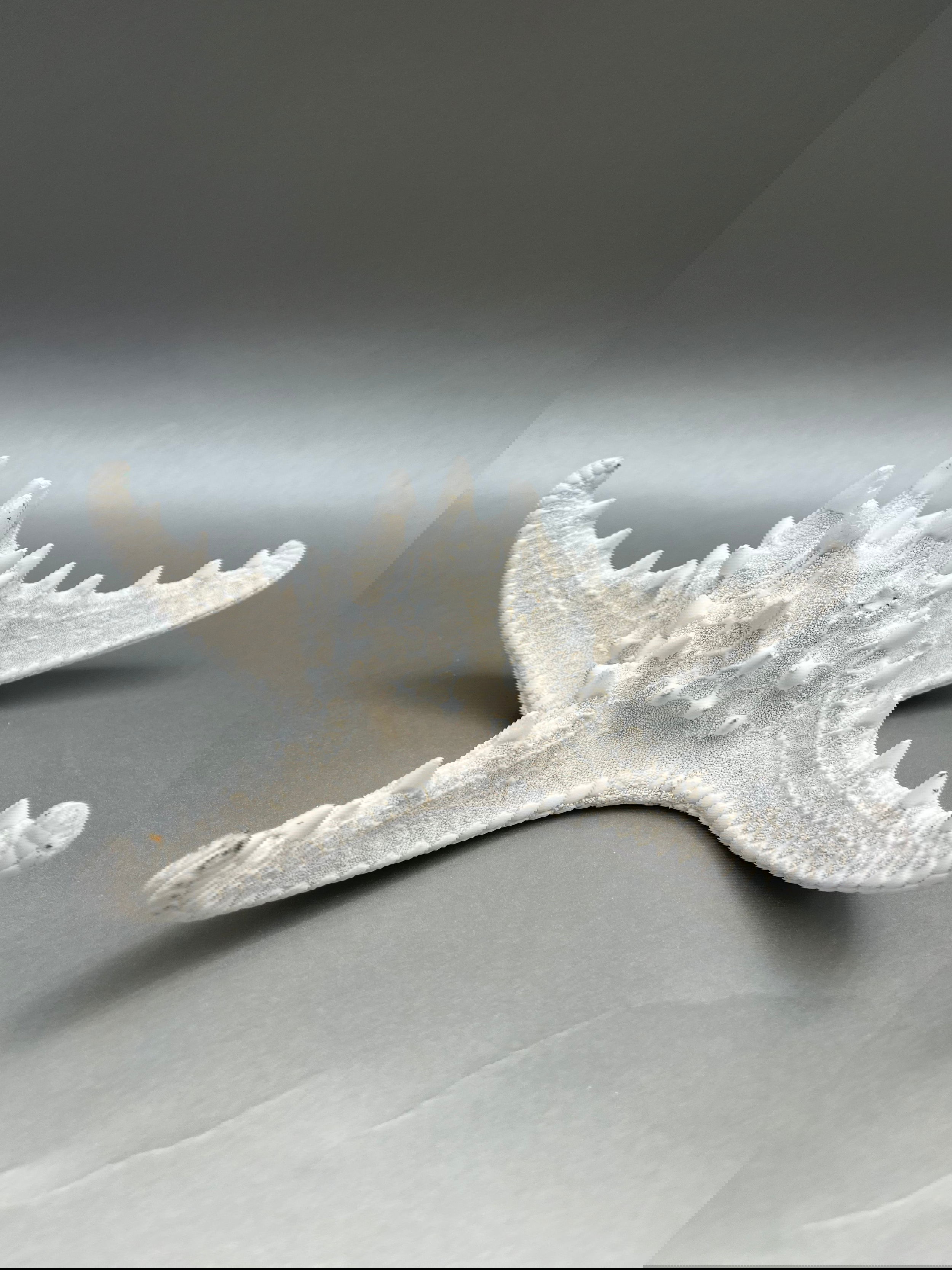 This stunning African Knobbed Starfish fossil is perfect for any collector. Its intricate detail is a testament to the intricate craftsmanship of the fossilization process. The unique knobbed surface is a distinctive feature, making it a great addition to any collection or decor. Measures approx. 10" x 10". African Knobbed Starfish