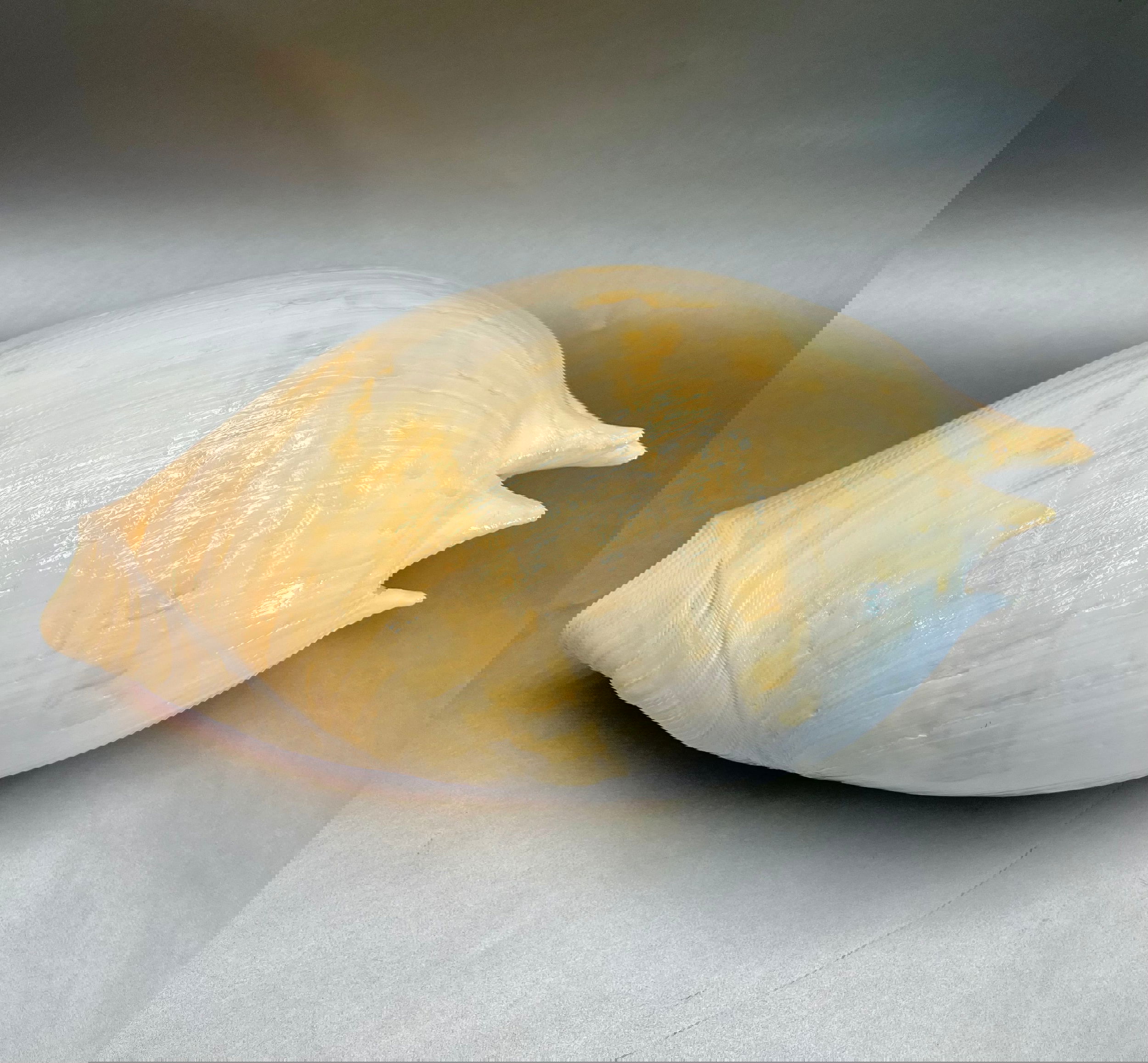 The Philippine Melon seashell is an exquisite specimen, its delicate seashell curves evoking a timeless appeal. A luxurious addition to any decor, this shell will be an eye-catching focal point in any home that it graces. Measuring approx. 11.5" x 8". Philippine Melon Shell