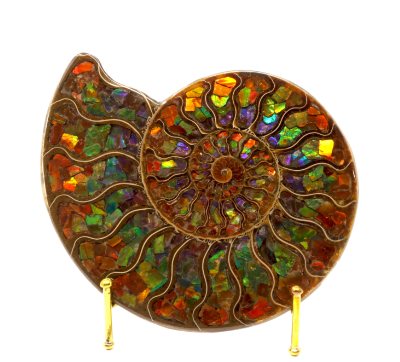 The Optical Phenomenon of Opalized Ammonite | Rare Earth Gallery