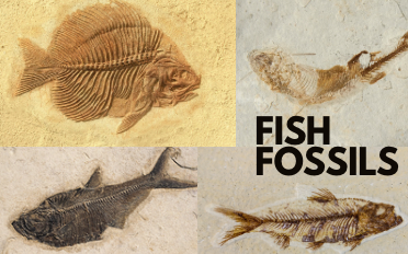 Fish Fossils | Fossil Information, Properties