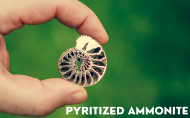 Pyritized Ammonite | Fossil Information, Properties