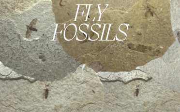 . Fly Fossils | Fossil Information, Properties 