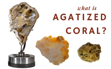 Agatized/Fossilized Coral | Information, Properties 