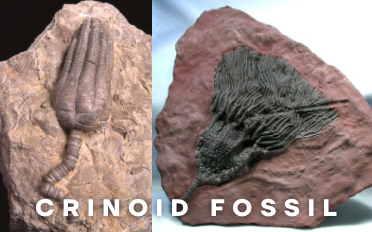 . Crinoids | Fossil Information, Properties 