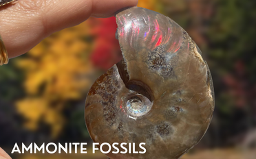 Ammonite | Fossil Information, Metaphysical Properties, Uses