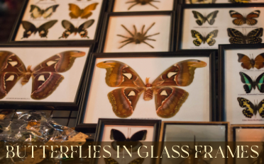 . Glass-Framed Butterflies | Information 