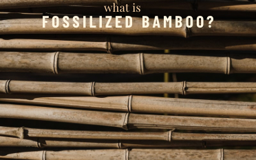 . Fossilized Bamboo | Information, Properties, Uses
