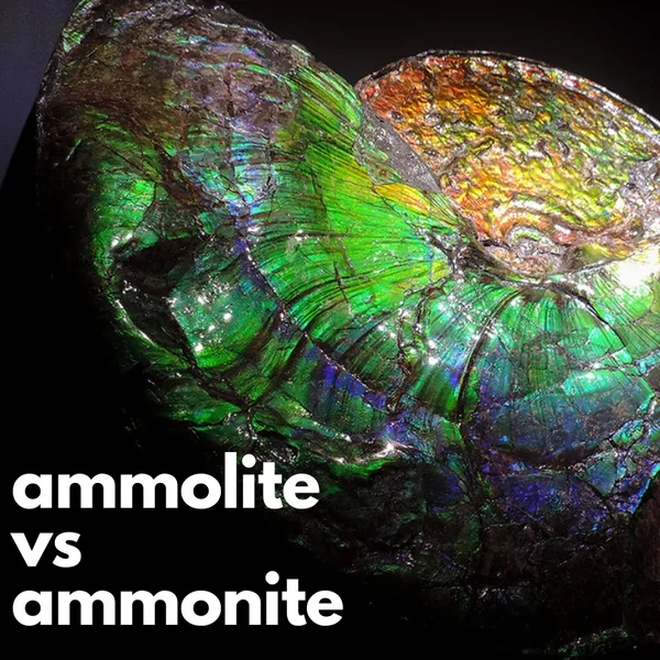 . Ammolite vs Ammonite | What's the Difference? 