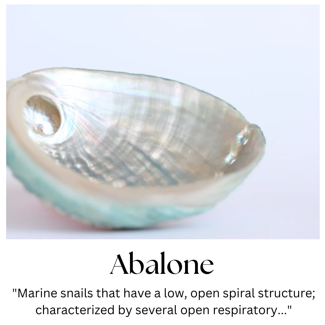 Abalone %7C Stone Information Healing Properties Uses