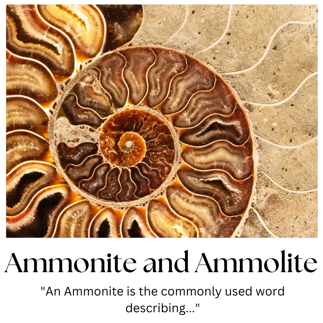 Ammonite %7C Fossil Information Metaphysical Properties Uses