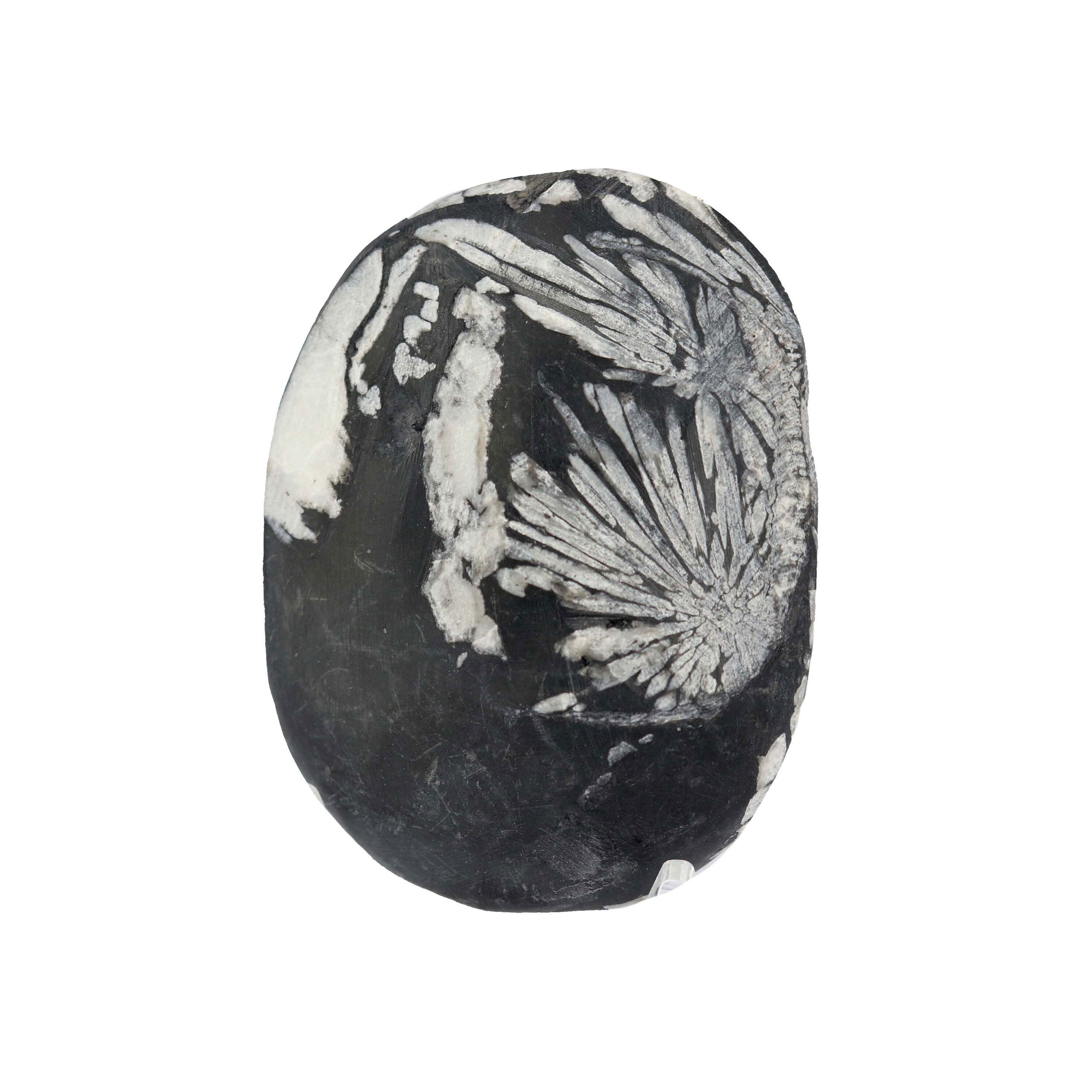 Chrysanthemum Palm Stone Small