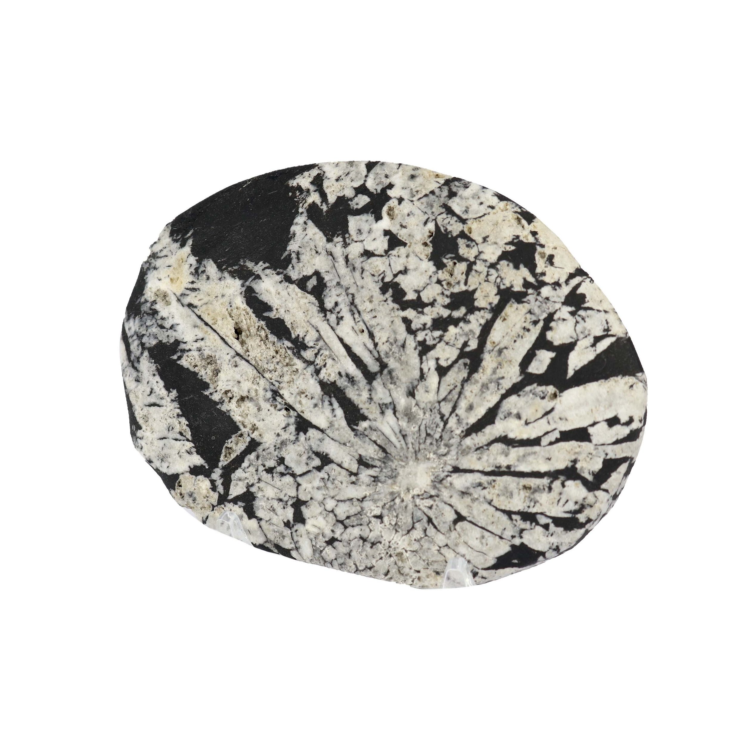 Chrysanthemum Palm Stone Medium