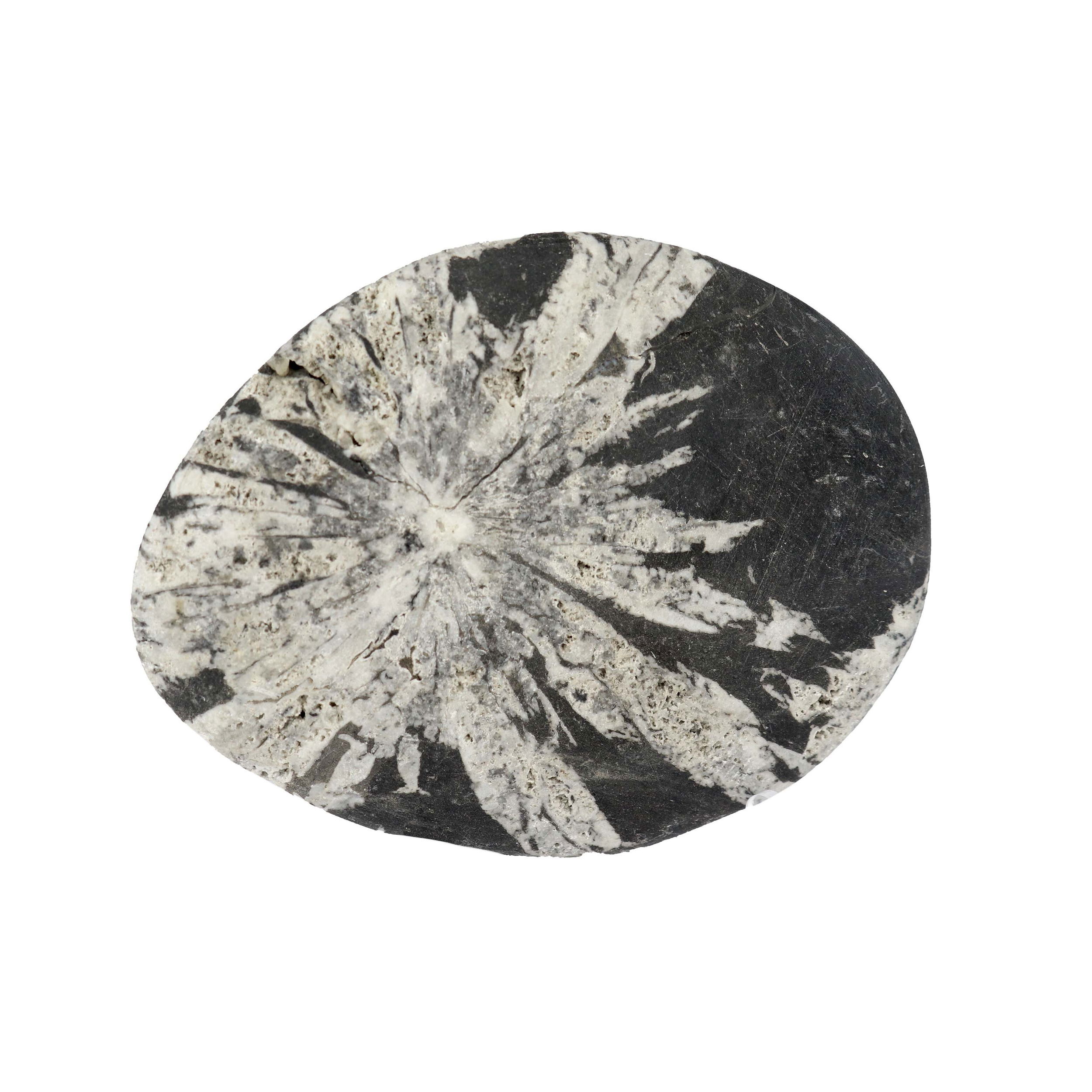 Chrysanthemum Palm Stone - Large