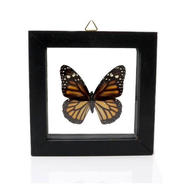 Closeup photo of Monarch Butterfly Frame