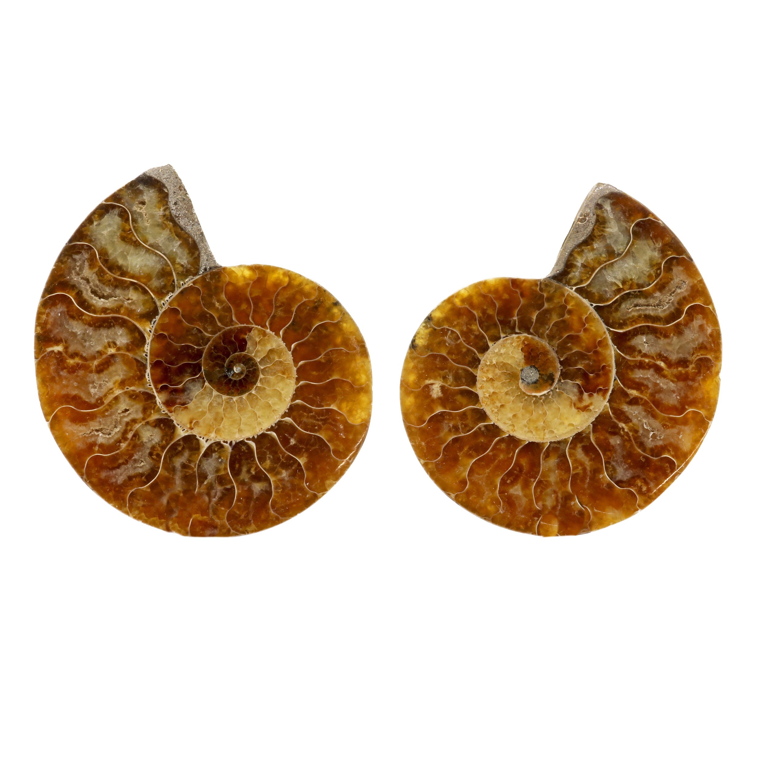 Ammonite Fossil Pair -Small Medium