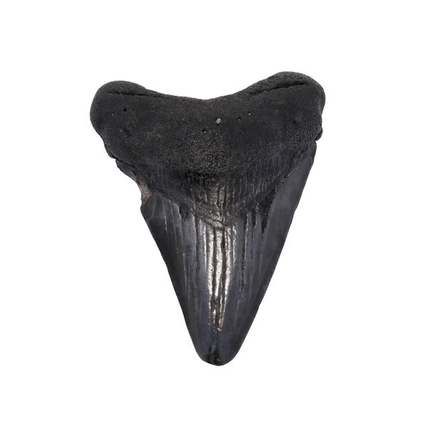 Closeup photo of Megalodon Shark Tooth -Beige +2" from South Carolina