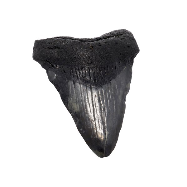 Closeup photo of Megalodon Shark Tooth With Natural Imperfections from South Carolina