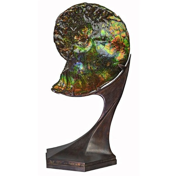 Closeup photo of Ammonite And Ammolite Fossil In Custom Spinning Futuristic Stand