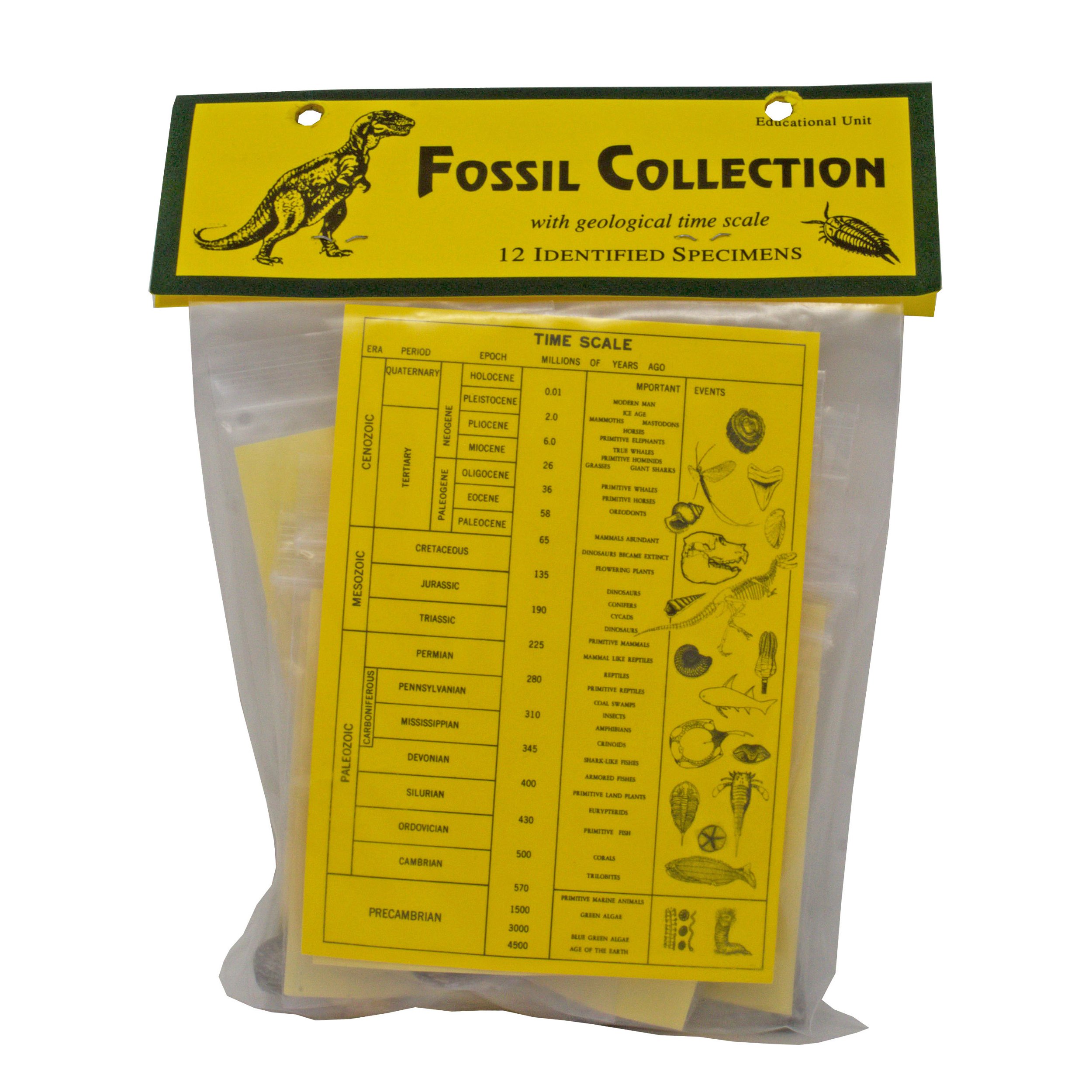 Fossil Collection -12 Piece