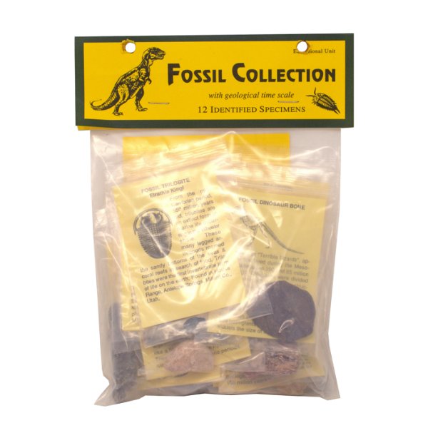 Closeup photo of Fossil Collection -12 Piece