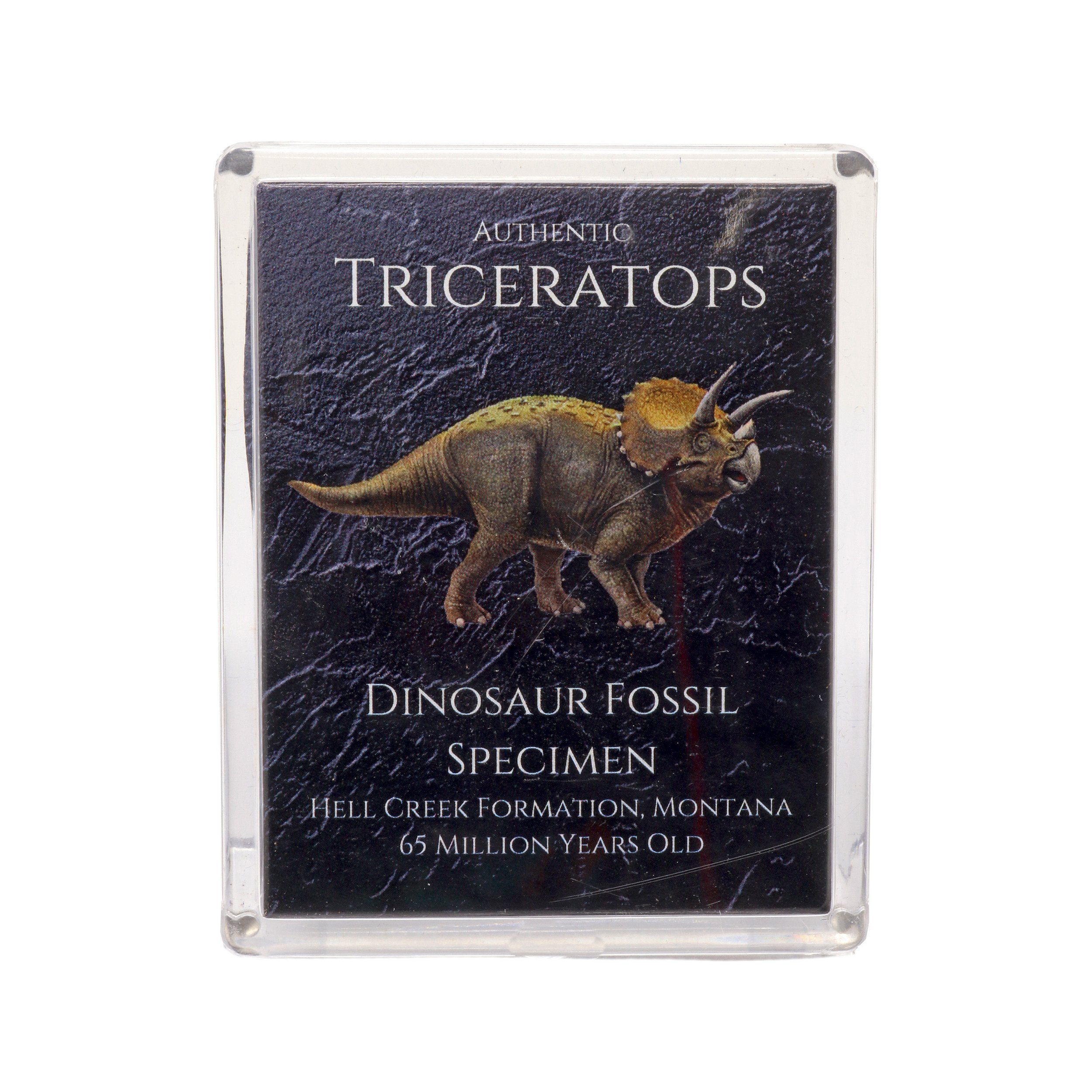 Jurassic Collection - Triceratops Dinosaur Fossil
