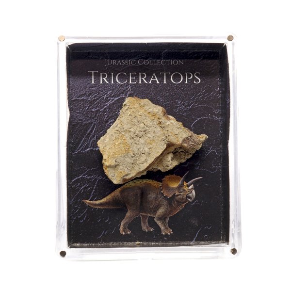 Closeup photo of Jurassic Collection - Triceratops Dinosaur Fossil