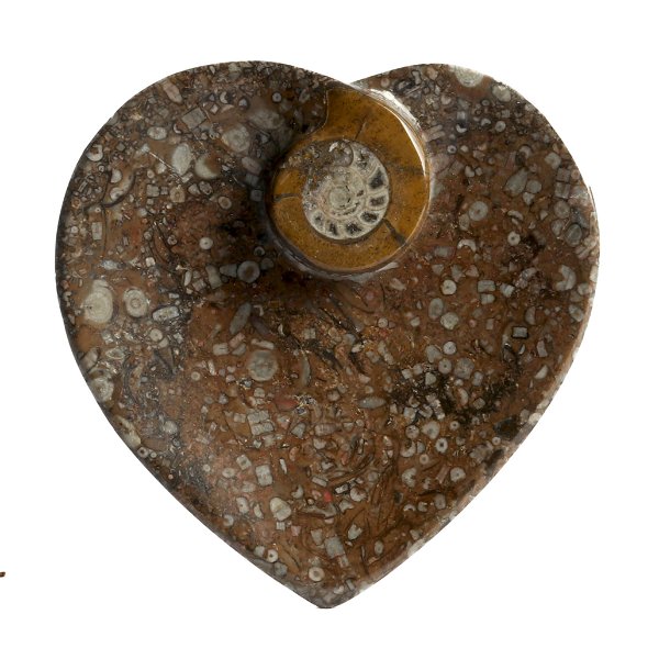 Closeup photo of Ammonite Fossil Heart Dish