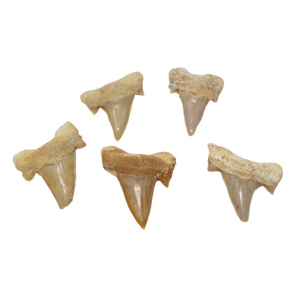 Closeup photo of Otodus Shark Tooth (Singles)