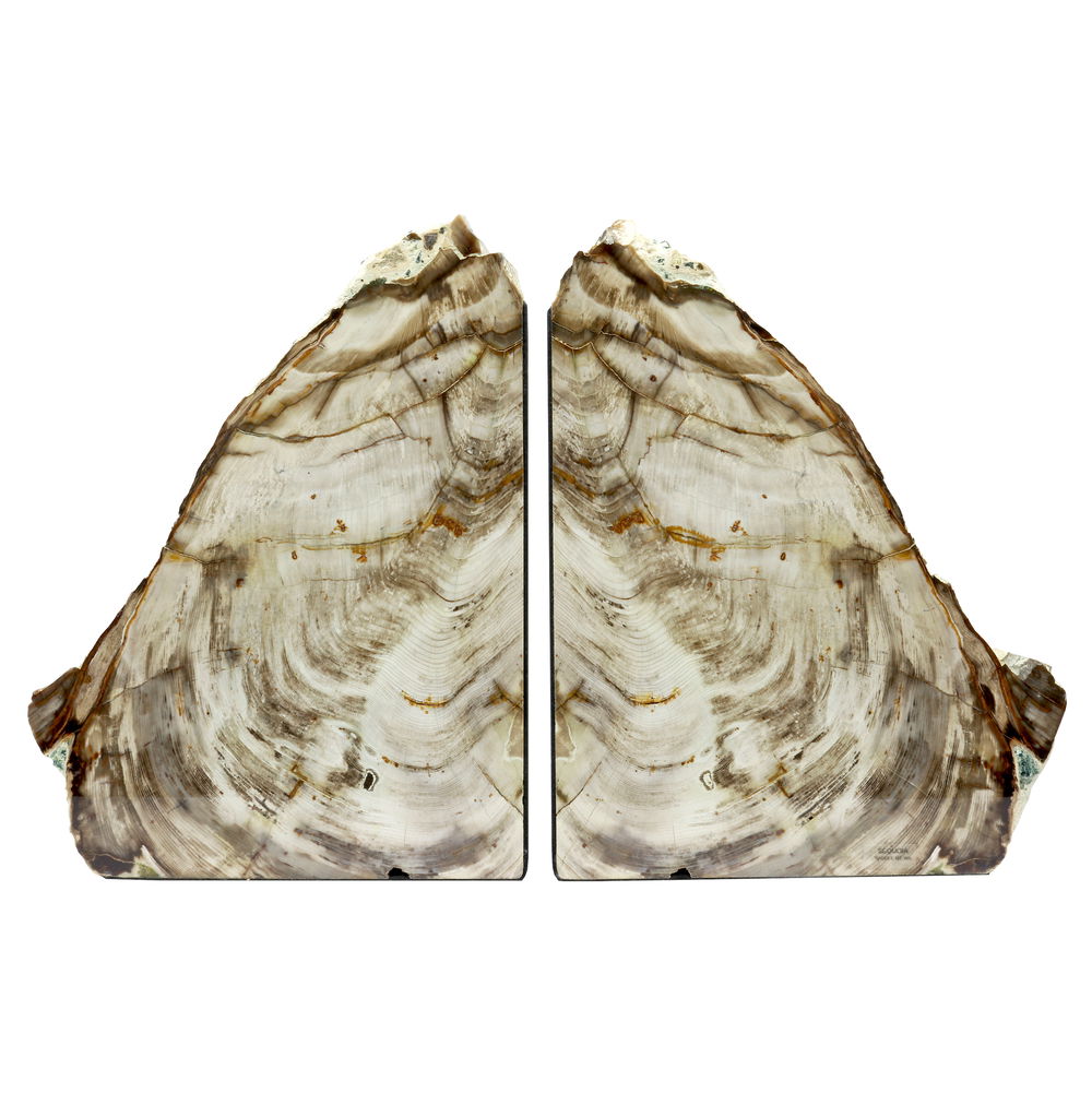 Shot of Saddle Mountain Washington Sequoia Petrified Wood Bookends
