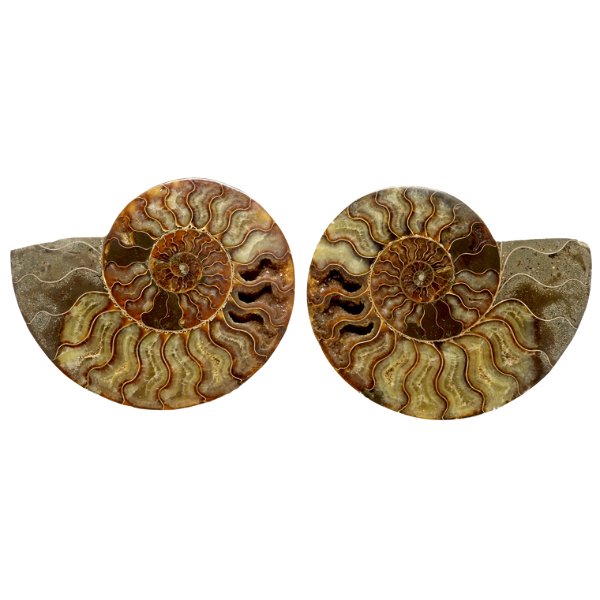 Closeup photo of Ammonite Fossil Pair