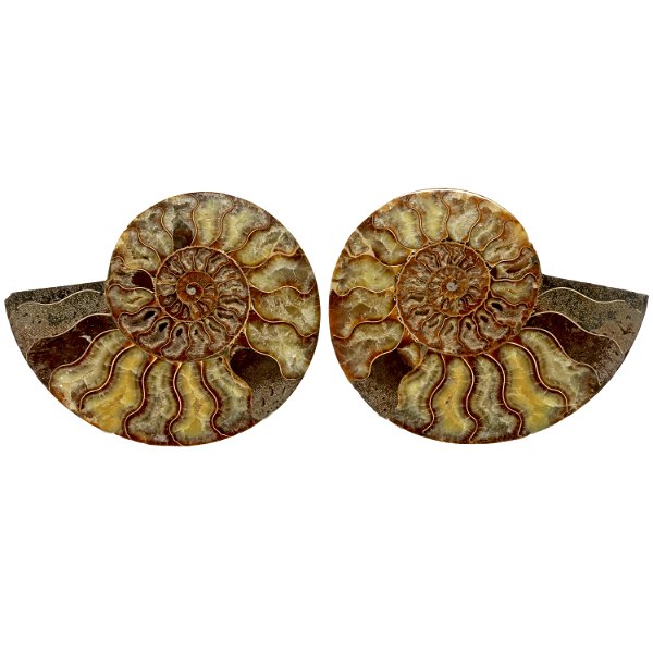 Closeup photo of Ammonite Fossil Pair