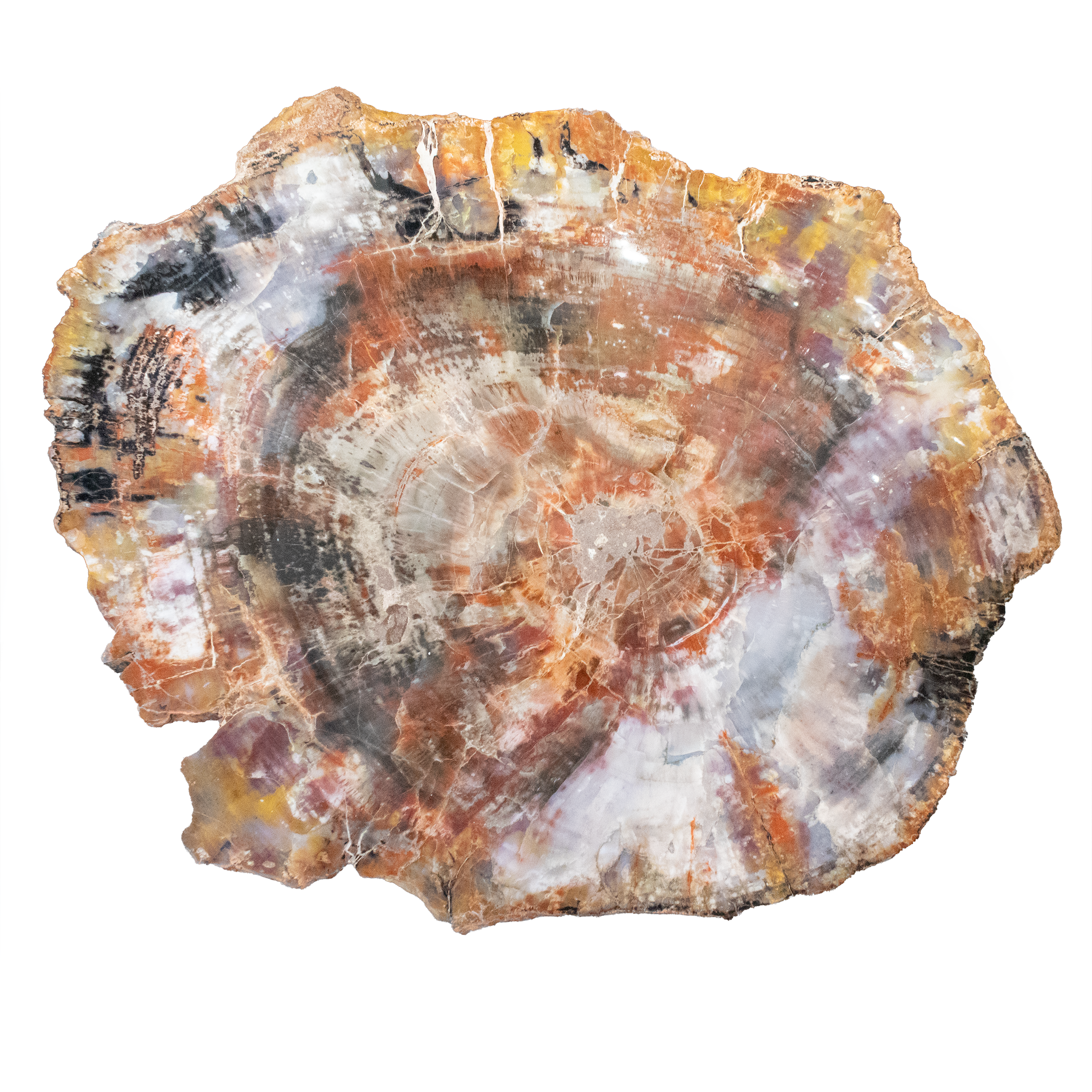 Add a touch of ancient beauty to your space with this Arizona Rainbow Petrified Wood Slice, featuring a rare gray starburst pattern at its center. Mined from Arizona’s famed petrified forests, this fossilized wood slice reveals a vibrant mix of reds, browns, and pinks, brought to life through millennia of mineralization.Expertly cut and polished to showcase its one-of-a-kind texture and coloration, this slice makes a stunning display piece for collectors, decor lovers, or anyone captivated by Earth’s natural history. Both visually striking and geologically rare, it’s a timeless reminder of nature’s power to preserve and transform. Arizona Rainbow Petrified Wood Slice with Gray Starburst