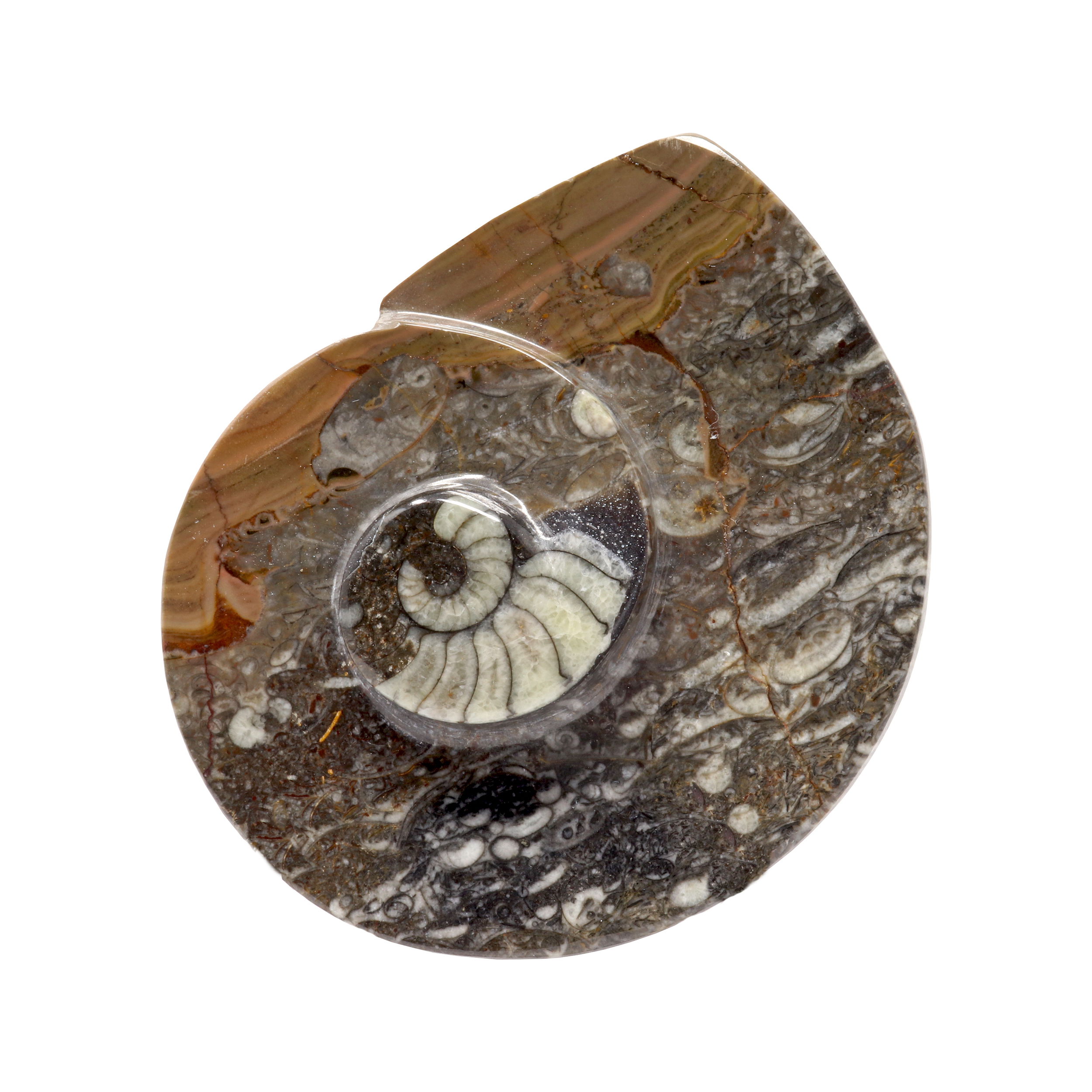 Ammonite And Orthoceras Fossil Dish In Black Seabed. Orthoceras cephalopods are the fossilized remains of marine animals which had long conical shaped shells. Orthoceras proliferated within Earth's oceans approximately 400 million years ago! They have a lovely glistening quality when polished. Their shells were preserved in black marble, and this beautiful combination makes for unique display pieces and jewelry.<br style="position: initial; Ammonite And Orthoceras Fossil Dish In Black Seabed