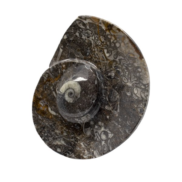Closeup photo of Ammonite And Orthoceras Fossil Dish In Black Seabed