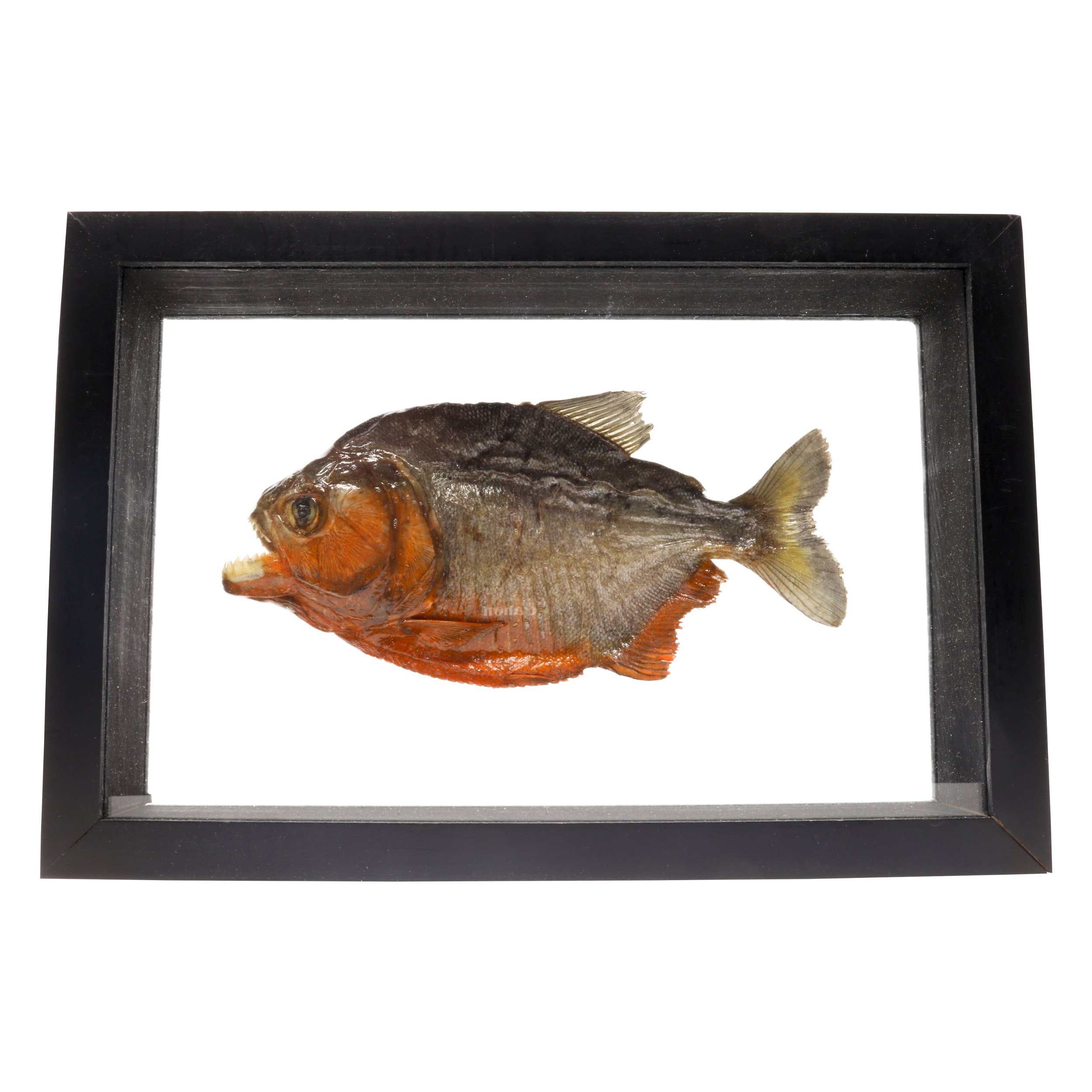 Piranha Fish Frame