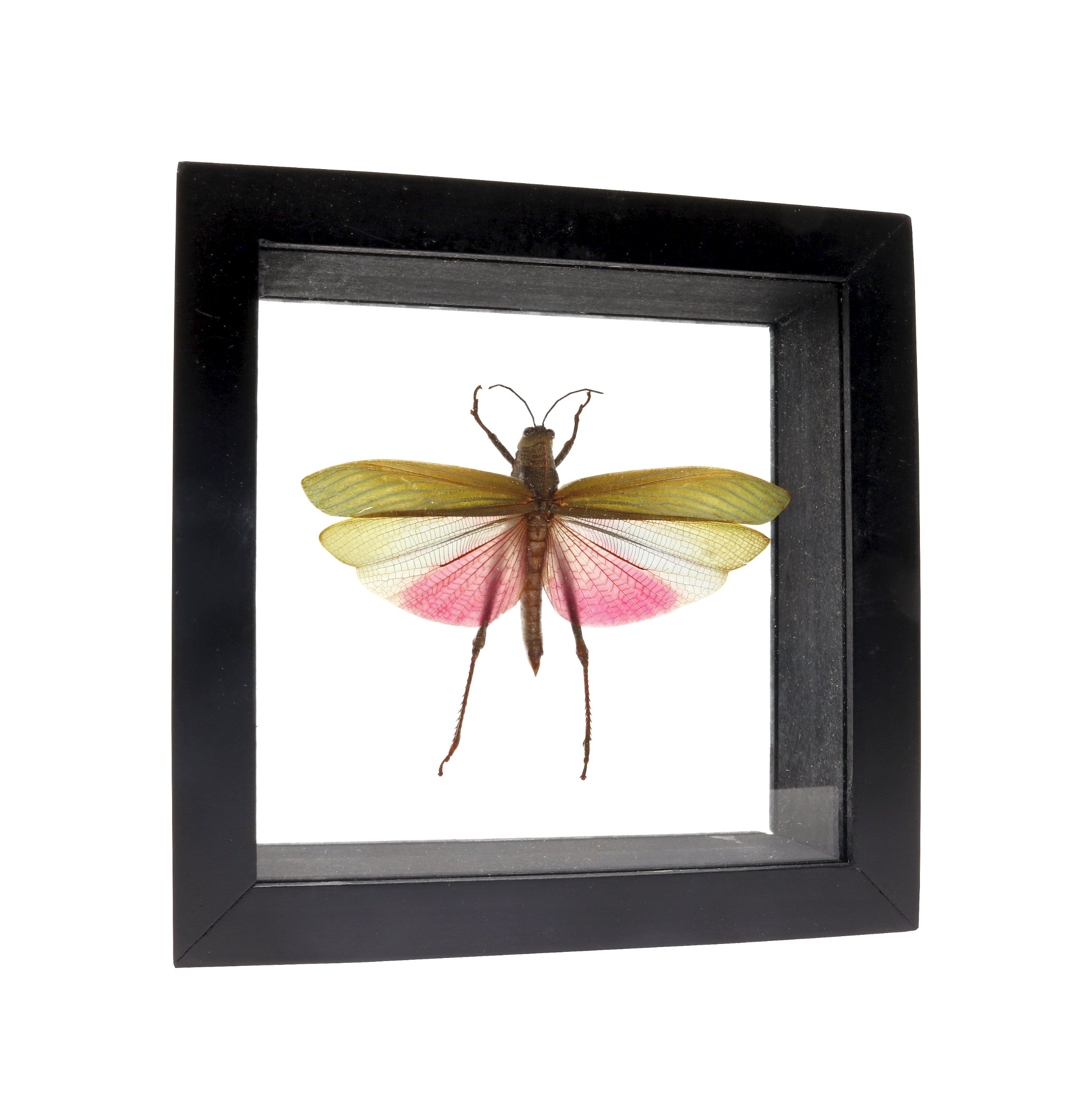 Small Grasshopper With Red -purple Wings Frame