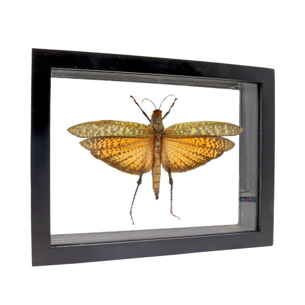 Closeup photo of Large Grasshopper Orange Wings Frame