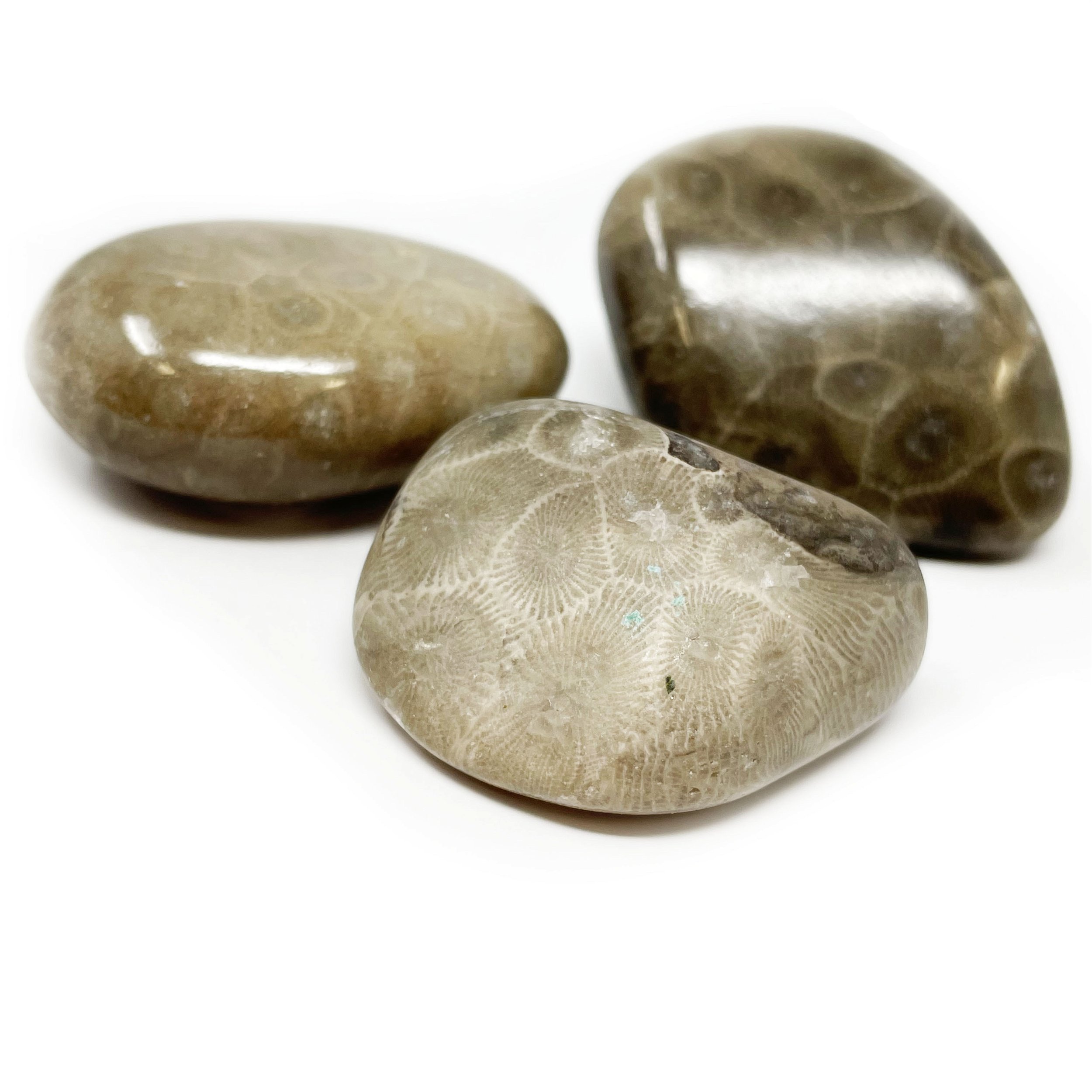 Michigan Petoskey Stone - Polished aka Favosite (Singles)