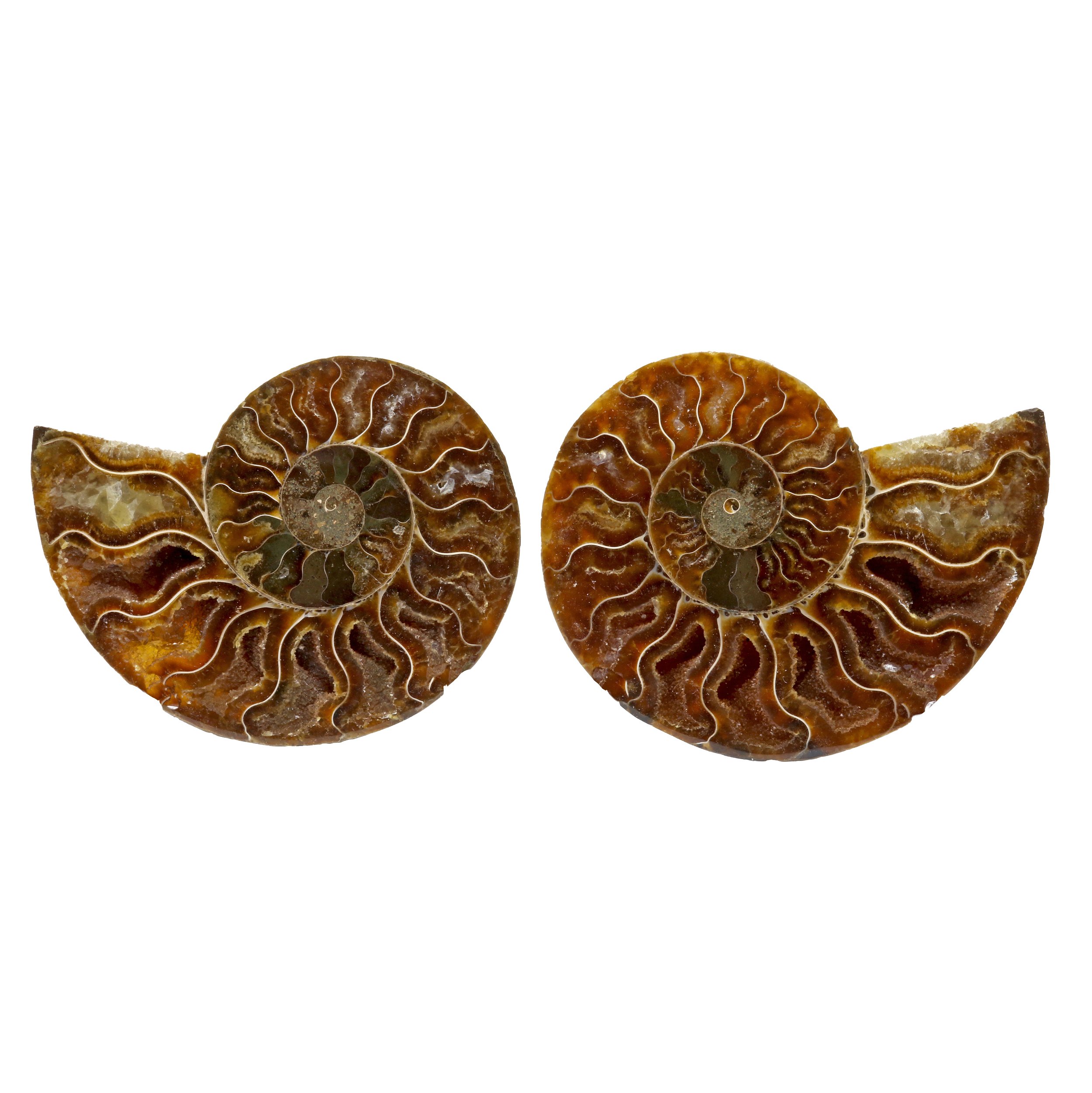 Ammonite Fossil Pair In Acrylic Stands - Full Nacre Opalescent Back