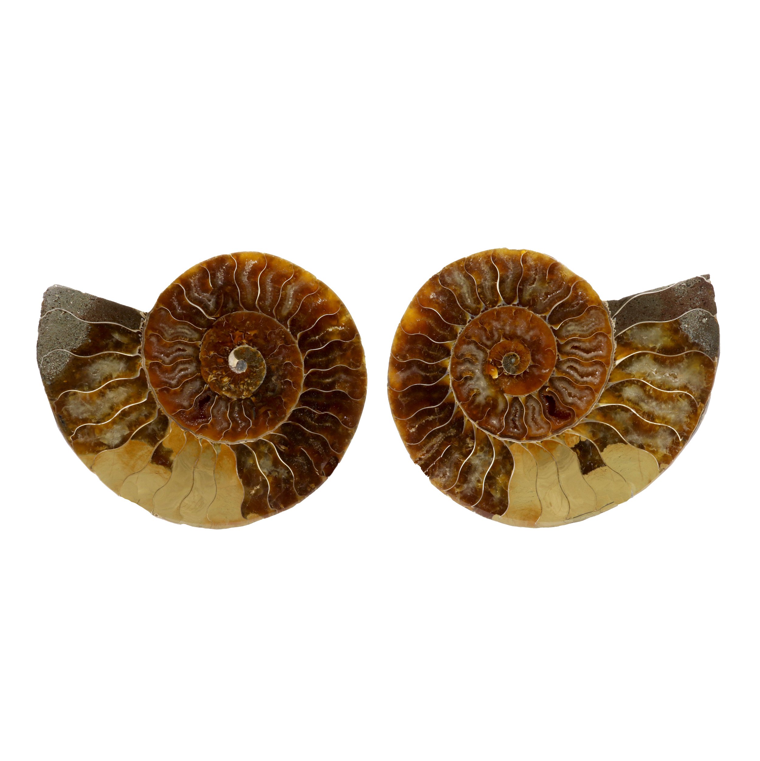 Ammonite Fossil Pair In Acrylic Stands - Beige Seabed Opalescent Back