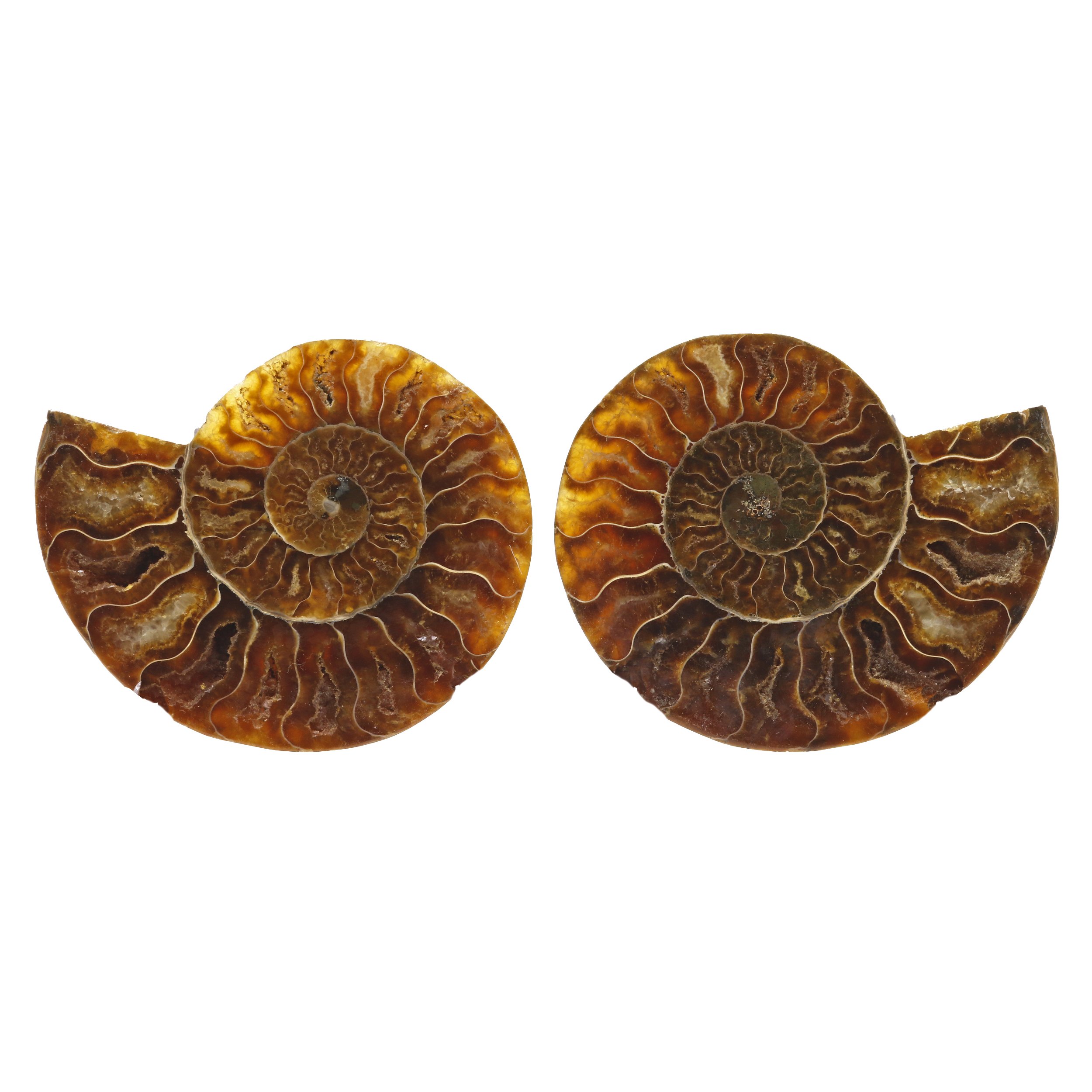 Ammonite Fossil Pair In Acrylic Stands - Druze Pockets