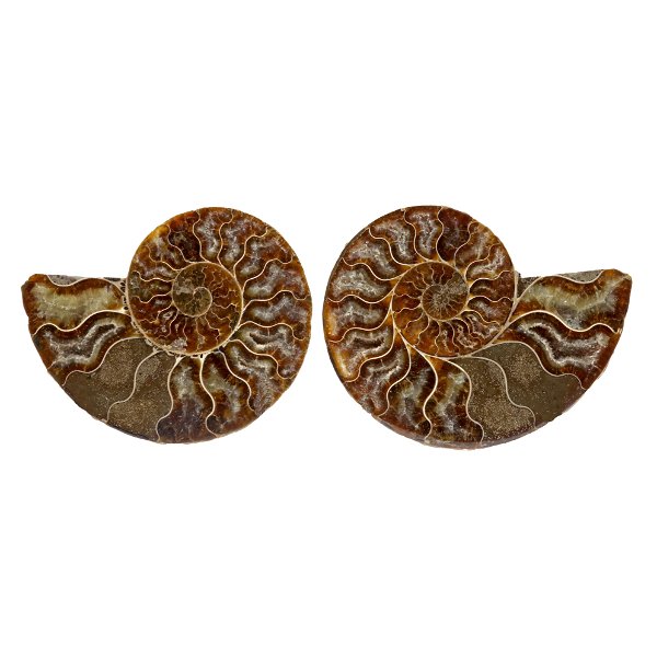 Closeup photo of Ammonite Fossil Pair In Acrylic Stands - Two Tone Calcite