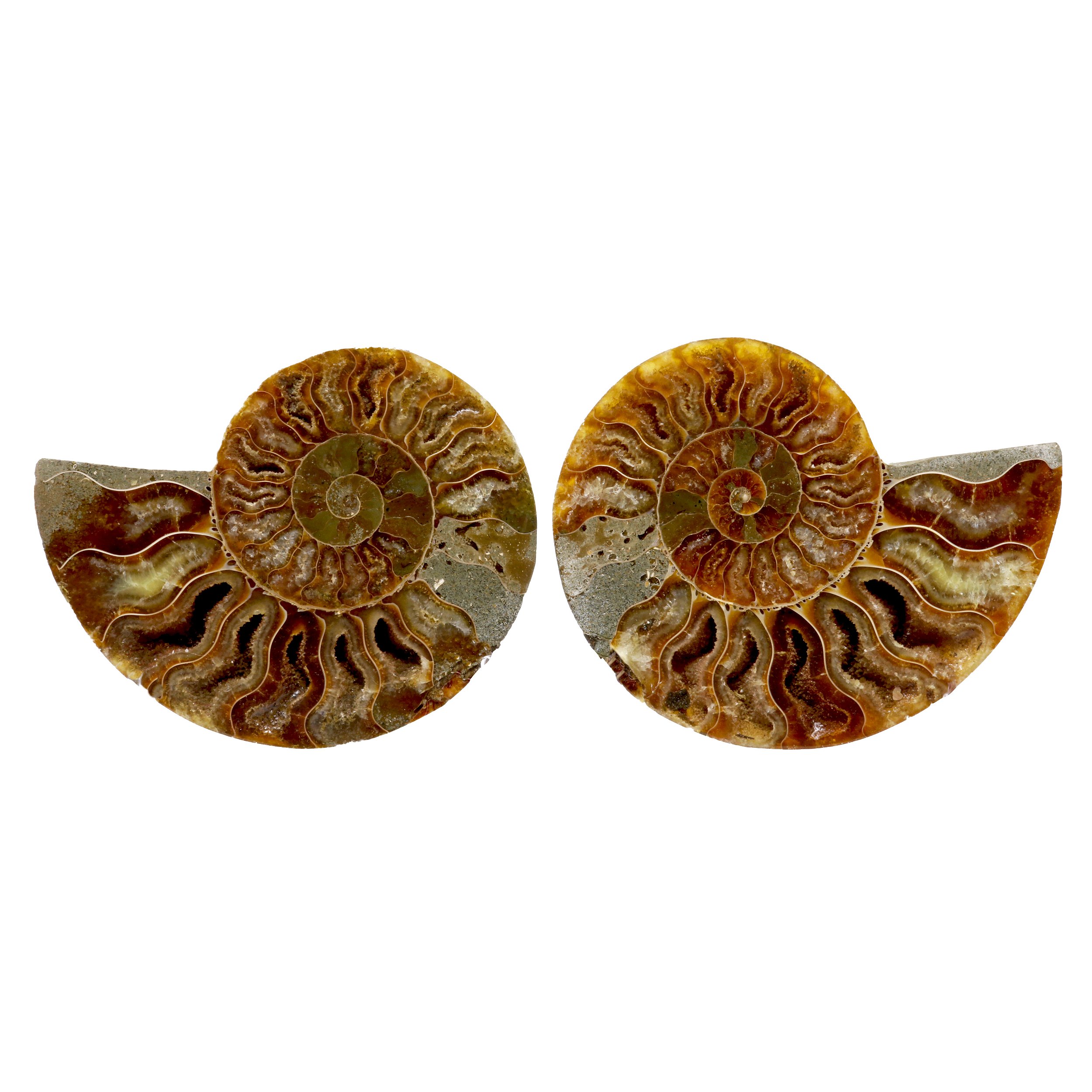 Ammonite Fossil Pair In Acrylic Stands - Gray Seabed And Druze Pockets