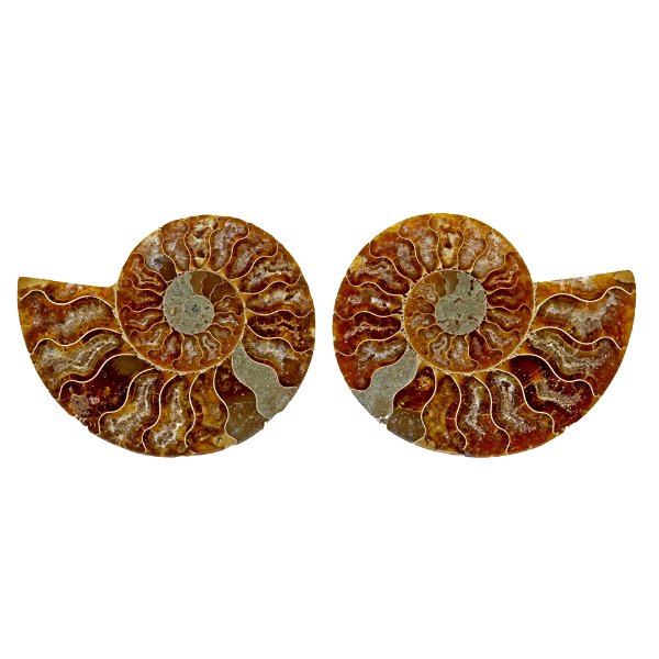 Closeup photo of Ammonite Fossil Pair In Acrylic Stands - Two Tone Calcite Face