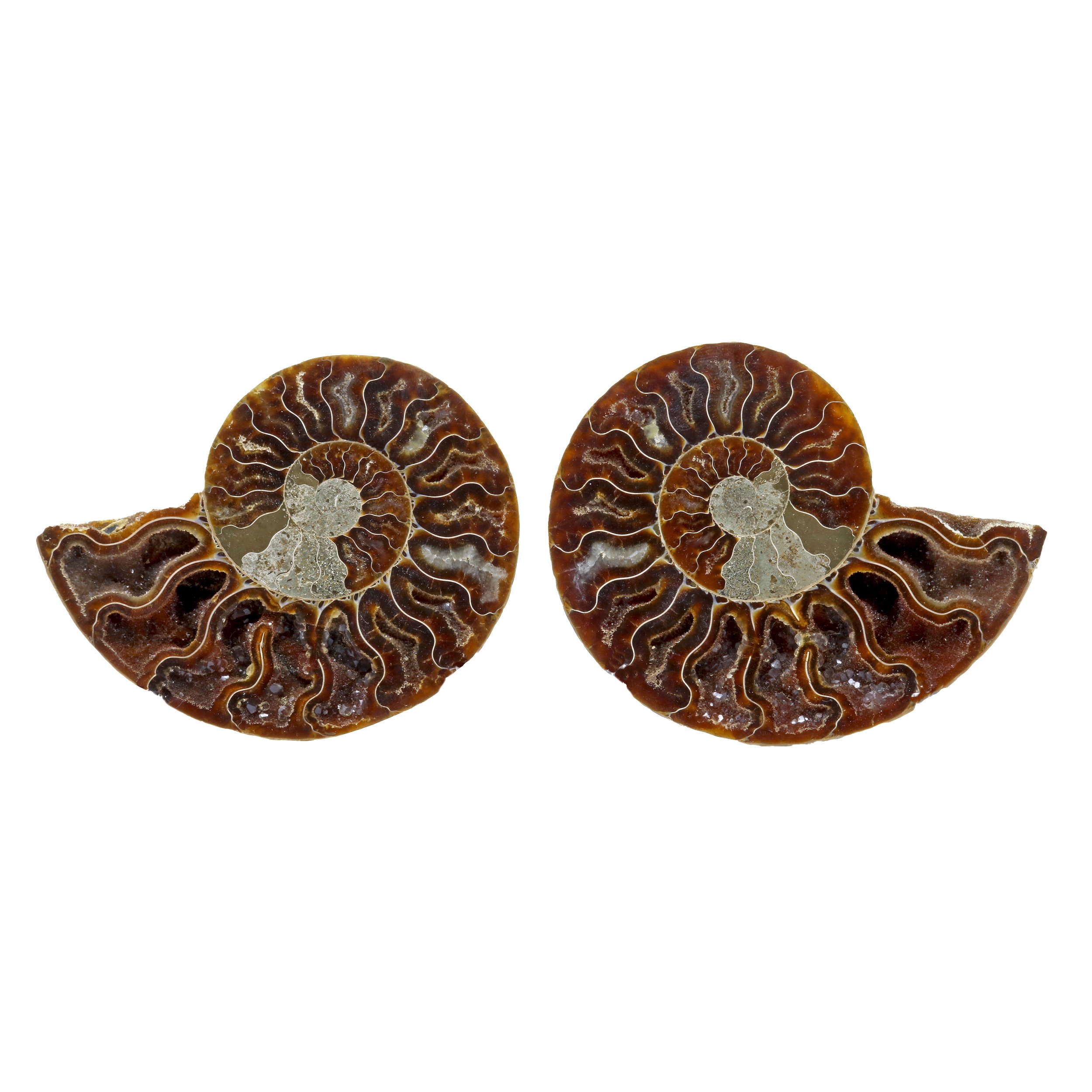 Ammonite Fossil Pair In Acrylic Stands - Dark Calcite Face With Druze Pockets