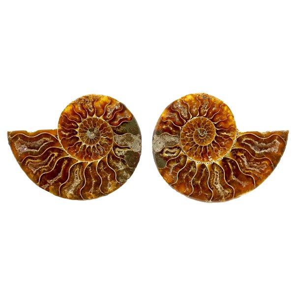 Closeup photo of Ammonite Fossil Pair In Acrylic Stands - Red Opalescent Back