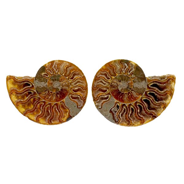 Closeup photo of Ammonite Fossil Pair In Acrylic Stands - Druze Cavities