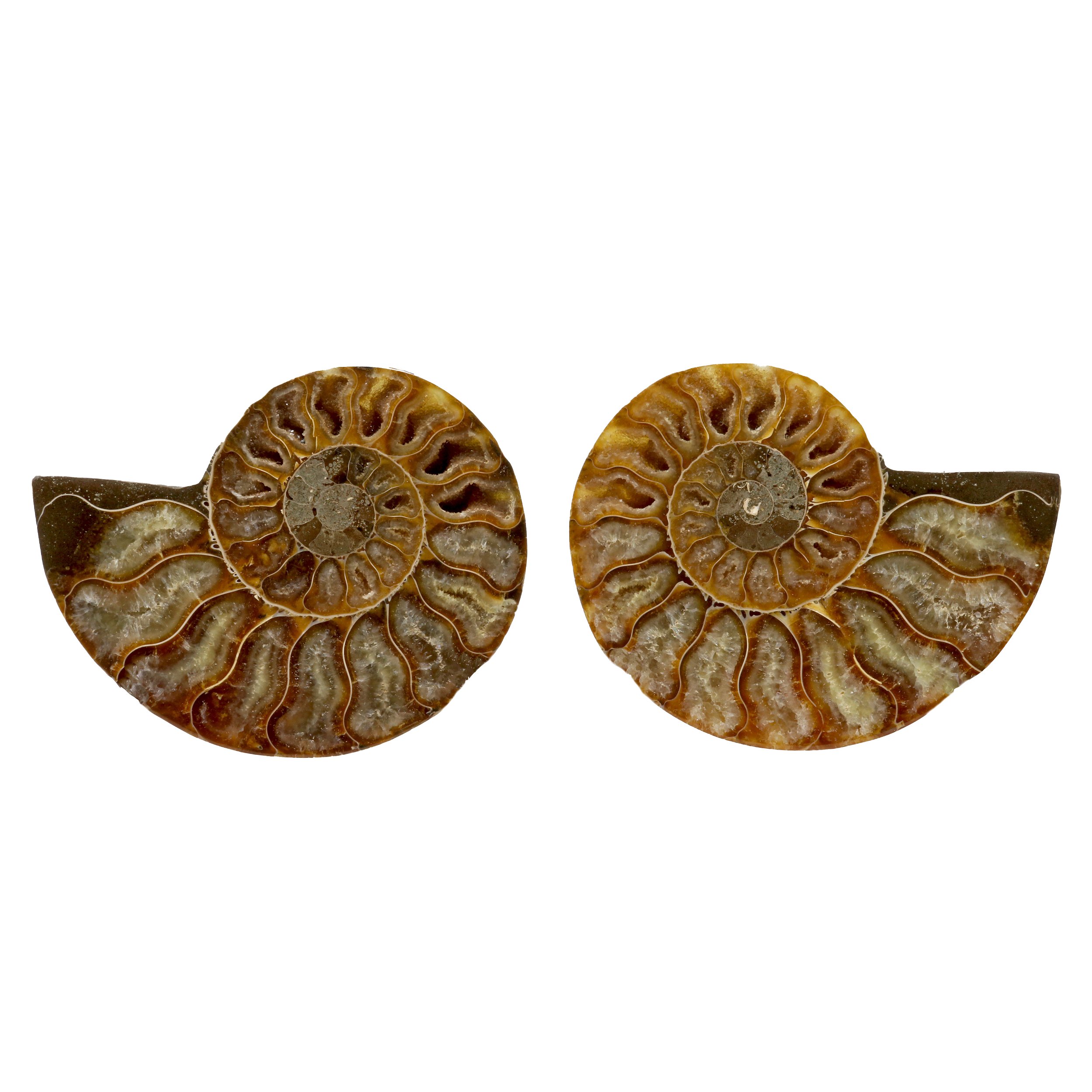 Ammonite Fossil Pair In Acrylic Stands - Light Calcite Face With Druze pockets