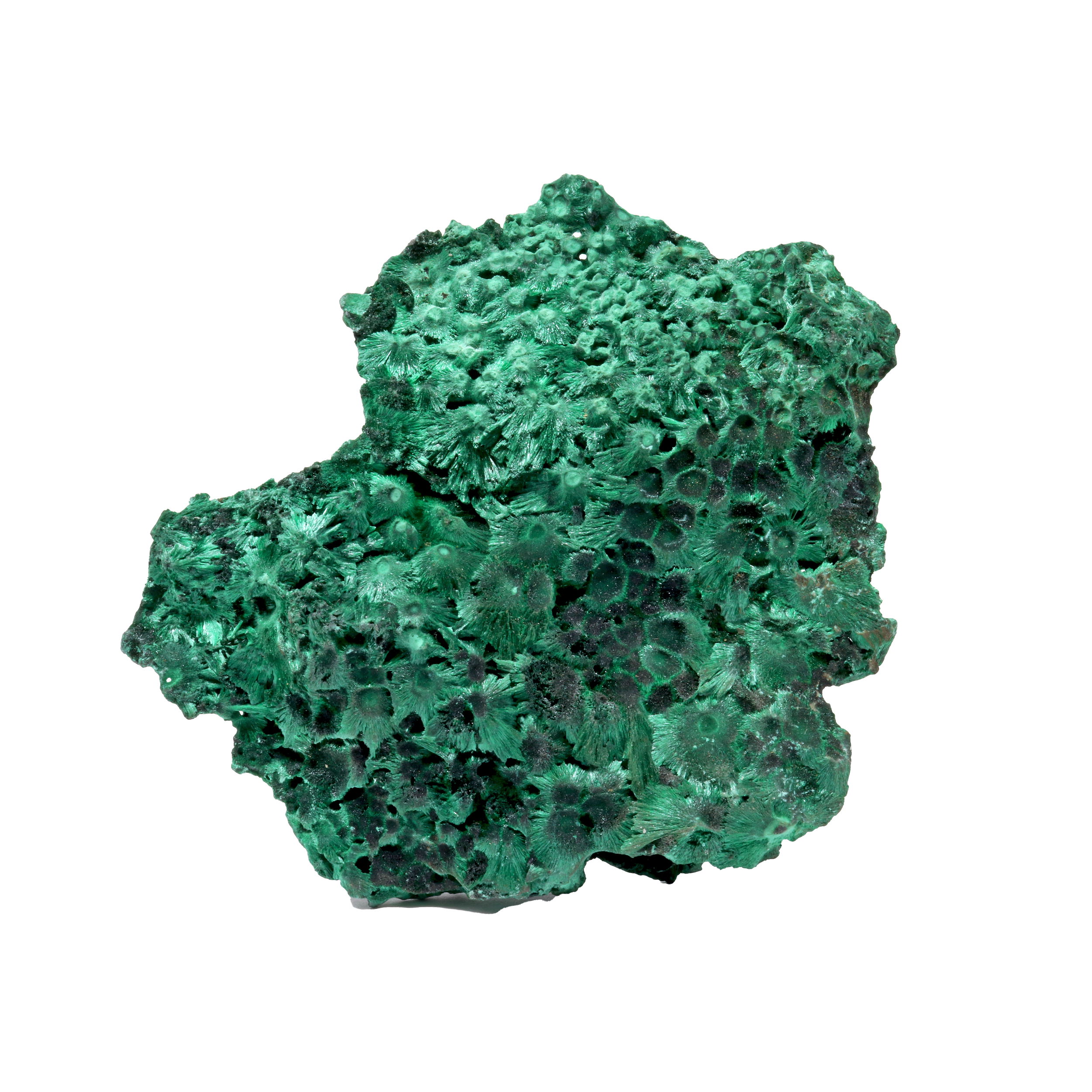 Chatoyant Fibrous Malachite Specimen - Flat with Flowers on Lucite Stand